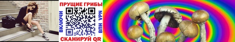 как найти   Бирюсинск  Галлюциногенные грибы Psilocybine cubensis 